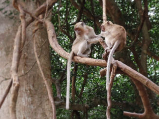 Thailand - Monkey Cave temple