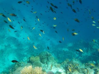 Filipijnen - onderwaterwereld @Palawan