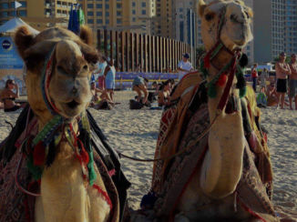 Dubai - Dromedarissen op het strand