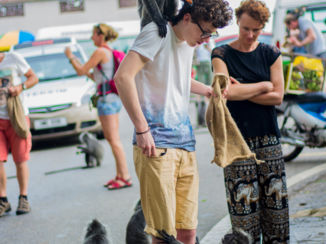 Maleisië - Tamme Silverleaf apen op zoek naar wat lekkers.
