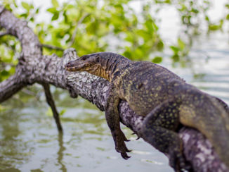 Maleisië - Een boottocht door de 'wilde dierentuin' van Maleisië.