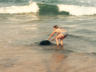 Sri Lanka - Wild Turtles!