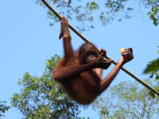 Maleisië - Orangutan