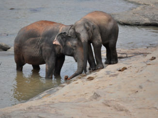 Sri Lanka - Gezellige knuffelende olifanten
