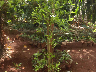 Sri Lanka - Kruidentuin