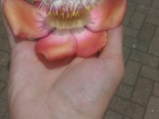 Sri Lanka - Ritueel: breng een bloem naar een heilige tempel