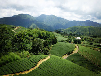 Taiwan - Tea fields in Yulin County