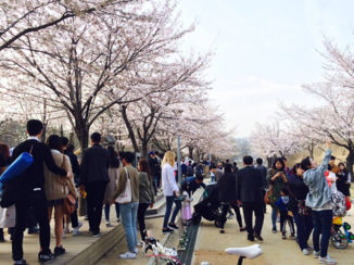 Zuid-Korea - Kersenbloesem