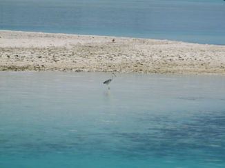 Malediven - Reiger