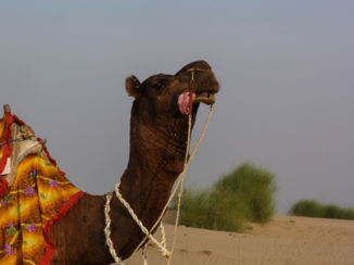 India - Jaisalmer