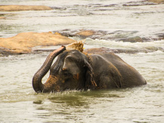 Sri Lanka - Baddermoment