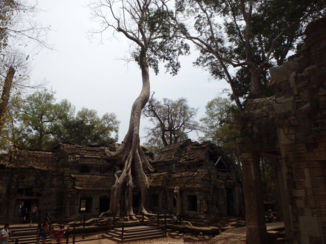 Cambodja - Angkor Wat - Ta Prohm