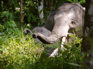 Maleisië - Sumatraanse Olifant, Maleisisch Borneo