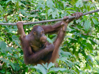 Maleisië - Orang Utan Rehabilitation Centre, Sepilok, Maleisisch Borneo