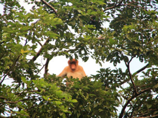 Maleisië - Meusapen langs de Menungalrivier, Sukau, Maleisisch Borneo