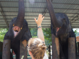 Maleisië - High fiven met olifanten