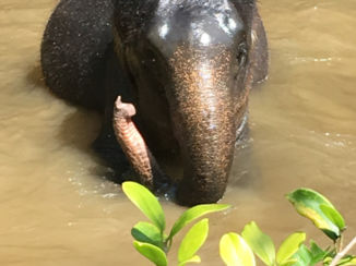 Maleisië - Olifanten opvang