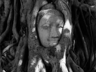 Thailand - Boedha in de boom