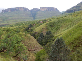 Sawadee - Drakensbergen