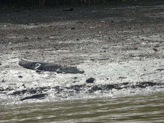 Bako National Park - Krokodil