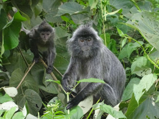 Bako National Park - Silver leaf monkeys