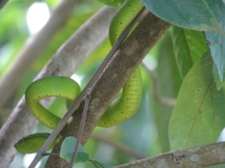 Bako National Park - Slang