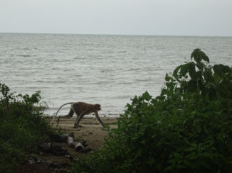 Bako National Park - Neusaap op het strand