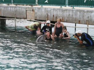 Zwemmen met dolfijnen