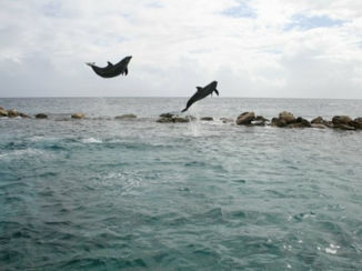 Zwemmen met dolfijnen