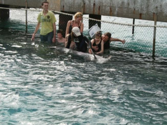 Zwemmen met dolfijnen