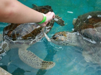 Zwemmen met dolfijnen