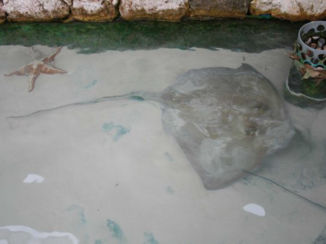 Zwemmen met dolfijnen