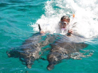 Zwemmen met dolfijnen