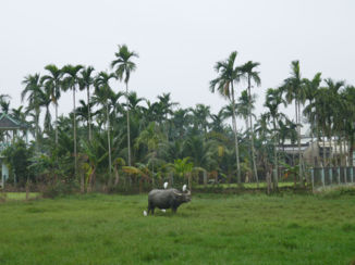 Vietnam - Omgeving Hoi An