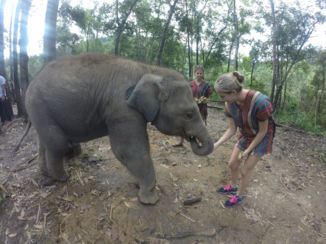 Thailand - Elephany sanctuary, Chiang Mai