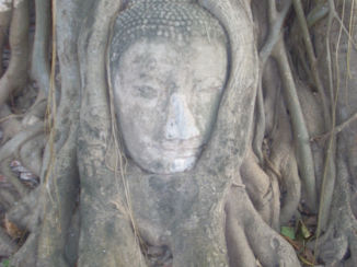 Thailand - Hoofd van Buddha omwonden onder de wortels van een boom