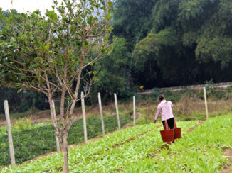 China - Yangshuo area
