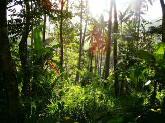 Sri Lanka - Jungle, Camiguin