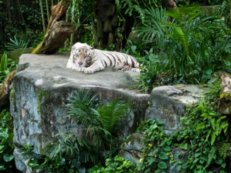 Singapore Zoo
