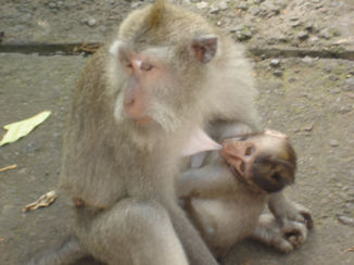Indonesië - Ubud apenbos.