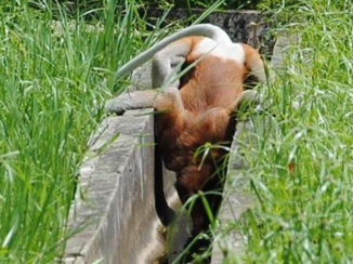 Maleisië - Drinkende neusaap