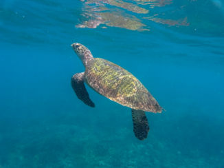 Sri Lanka - schildpad