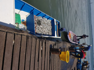 Maleisië - Vismarkt Sandakan