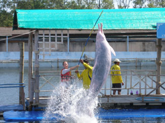 Koh Chang - Bij Ocenanworld kun je met doolfijnen zwemmen, een uurtje van Koh Chang