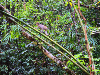 Khao Sok National Park