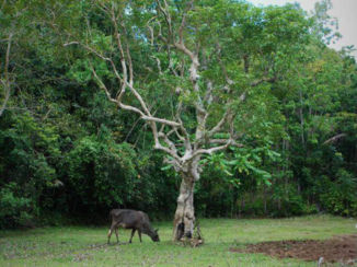 Bohol - Treepark
