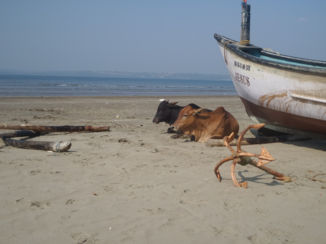 India - Cows chilling