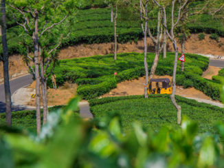 India - Ooty tea
