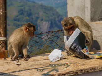 India - Monkeys