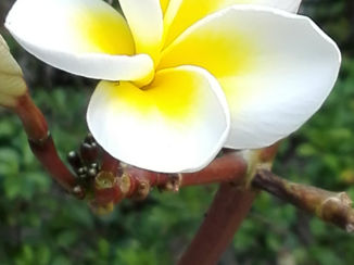 Thailand - TempelRoos